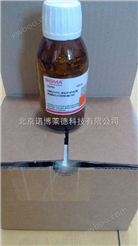 Western blotting检测试剂盒（ECL发光） NobleRyder P0960