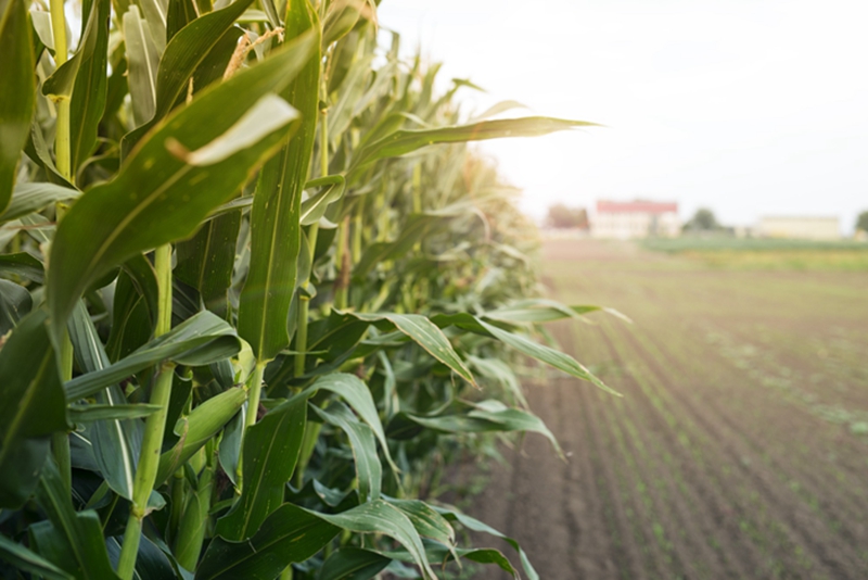 黑龙江省：DB23/T 2479—2019《玉米秸秆覆盖还田免耕播种机械化种植技术规程》