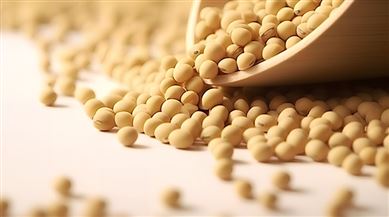 2024年大豆玉米带状复合种植田杂草防治技术指导意见
