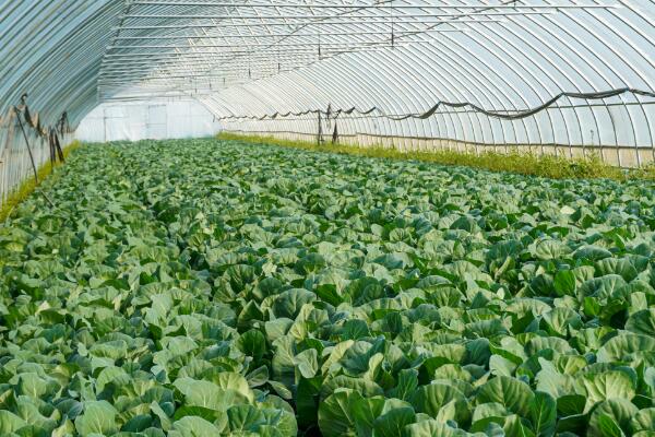 智能农机装备在设施蔬菜生产应用场景的试验示范项目启动会在惠山召开